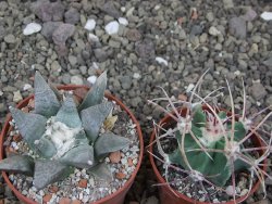 Ariocarpus retusus SB 68, květináč 6,5 cm, cites IA - 12413165