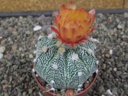 Astrophytum Z Jasenné květináč 6,5 cm