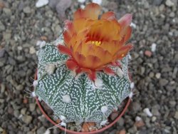 Astrophytum Z Jasenné květináč 6,5 cm - 12413167