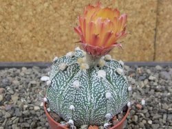 Astrophytum Z Jasenné květináč 6,5 cm - 12413168