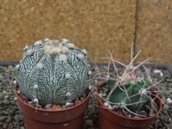 Astrophytum Z Jasenné květináč 6,5 cm - 12413169