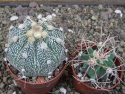 Astrophytum Z Jasenné květináč 6,5 cm - 12413170