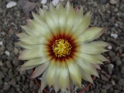 Astrophytum Z Jasenné květináč 5,5 cm - 12413173