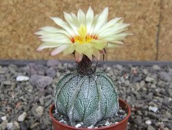 Astrophytum Z Jasenné květináč 5,5 cm - 12413174