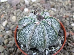 Astrophytum Z Jasenné květináč 5,5 cm - 12413175