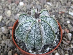 Astrophytum Z Jasenné květináč 5,5 cm - 12413176