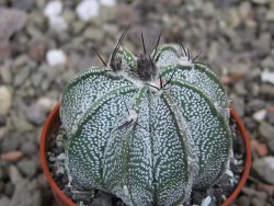 Astrophytum Z Jasenné květináč 5,5 cm - 12413178