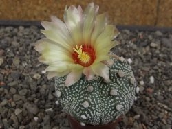 Astrophytum Z Jasenné květináč 5,5 cm - 12413179