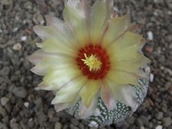 Astrophytum Z Jasenné květináč 5,5 cm