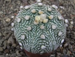 Astrophytum Z Jasenné květináč 5,5 cm - 12413183