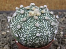 Astrophytum Z Jasenné květináč 5,5 cm - 12413184