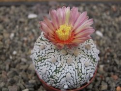 Astrophytum Super Kabuto X red flower oibo, pot 5,5 cm - 12413197