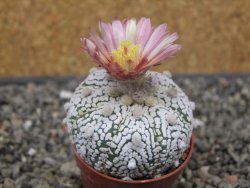 Astrophytum Super Kabuto X red flower oibo, pot 5,5 cm - 12413198