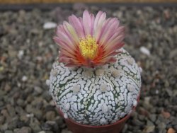 Astrophytum Super Kabuto X red flower oibo, pot 5,5 cm - 12413199