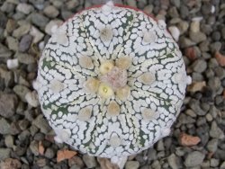 Astrophytum Super Kabuto X red flower oibo, pot 5,5 cm - 12413201