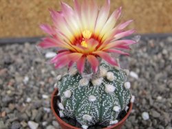 Astrophytum asterias X red flower akabana květináč 5,5 cm - 12413204
