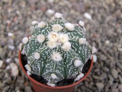 Astrophytum asterias X red flower akabana květináč 5,5 cm - 12413205