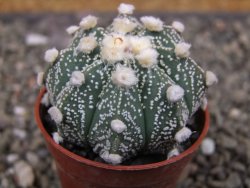 Astrophytum asterias X red flower akabana květináč 5,5 cm - 12413206