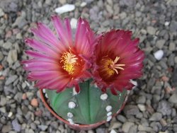 Astrophytum asterias nudum X red flower akabana květináč 5,5 cm - 12413209