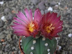 Astrophytum asterias nudum X red flower akabana květináč 5,5 cm - 12413210
