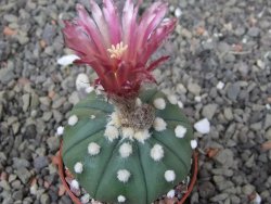 Astrophytum asterias nudum X red flower akabana květináč 5,5 cm - 12413214