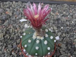 Astrophytum asterias nudum X red flower akabana květináč 5,5 cm - 12413215