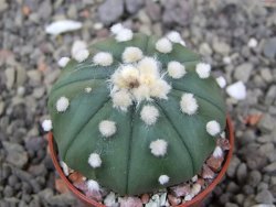 Astrophytum asterias nudum X red flower akabana květináč 5,5 cm - 12413219