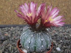 Astrophytum Hanazano Kabuto X red flower akabana květináč 5,5 cm - 12413223