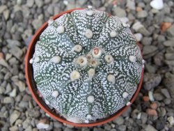 Astrophytum Hanazano Kabuto X red flower akabana květináč 5,5 cm - 12413226