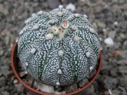 Astrophytum Hanazano Kabuto X red flower akabana květináč 5,5 cm - 12413227
