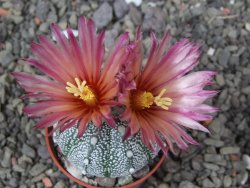 Astrophytum Hanazano Kabuto X red flower akabana květináč 5,5 cm - 12413232