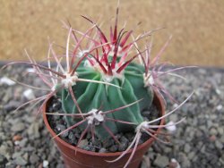 Echinocactus parryi Ciudad Juarez, pot 6,5 cm