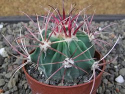 Echinocactus parryi Ciudad Juarez, pot 6,5 cm - 12413229