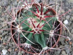 Echinocactus parryi Ciudad Juarez, pot 6,5 cm - 12413230