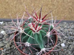 Echinocactus parryi Ciudad Juarez, pot 6,5 cm - 12413231