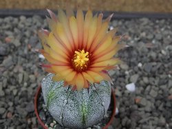 Astrophytum coahuilense X red flower akabana květináč 5,5 cm