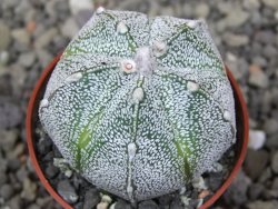 Astrophytum coahuilense X red flower akabana květináč 5,5 cm - 12413238