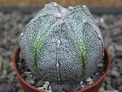 Astrophytum coahuilense X red flower akabana květináč 5,5 cm - 12413239