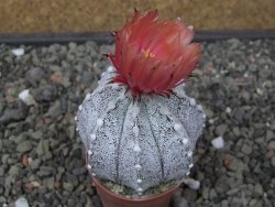 Astrophytum coahuilense X red flower akabana květináč 5,5 cm