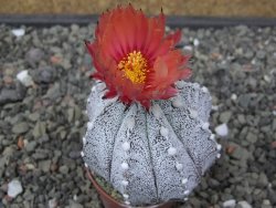 Astrophytum coahuilense X red flower akabana květináč 5,5 cm - 12413242