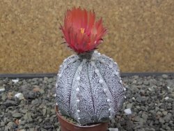 Astrophytum coahuilense X red flower akabana květináč 5,5 cm - 12413243