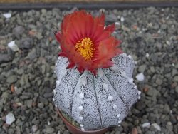 Astrophytum coahuilense X red flower akabana květináč 5,5 cm - 12413244