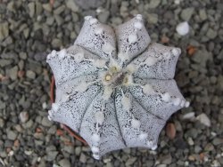 Astrophytum coahuilense X red flower akabana květináč 5,5 cm - 12413245