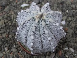 Astrophytum coahuilense X red flower akabana květináč 5,5 cm - 12413246