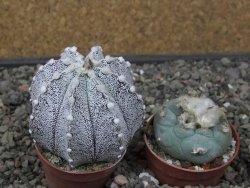 Astrophytum coahuilense X red flower akabana květináč 5,5 cm - 12413247