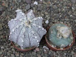 Astrophytum coahuilense X red flower akabana květináč 5,5 cm - 12413248