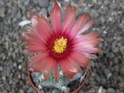 Astrophytum niveum X red flower akabana květináč 5,5 cm - 12413250