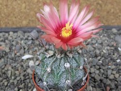 Astrophytum niveum X red flower akabana květináč 5,5 cm - 12413252