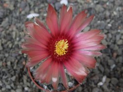 Astrophytum niveum X red flower akabana květináč 5,5 cm - 12413253
