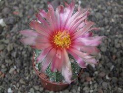 Astrophytum niveum X red flower akabana květináč 5,5 cm - 12413257